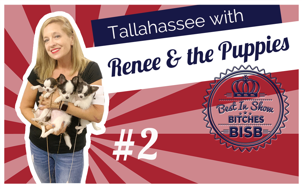 Playing at the Puppy Match at the Dog Show – Episode TWO