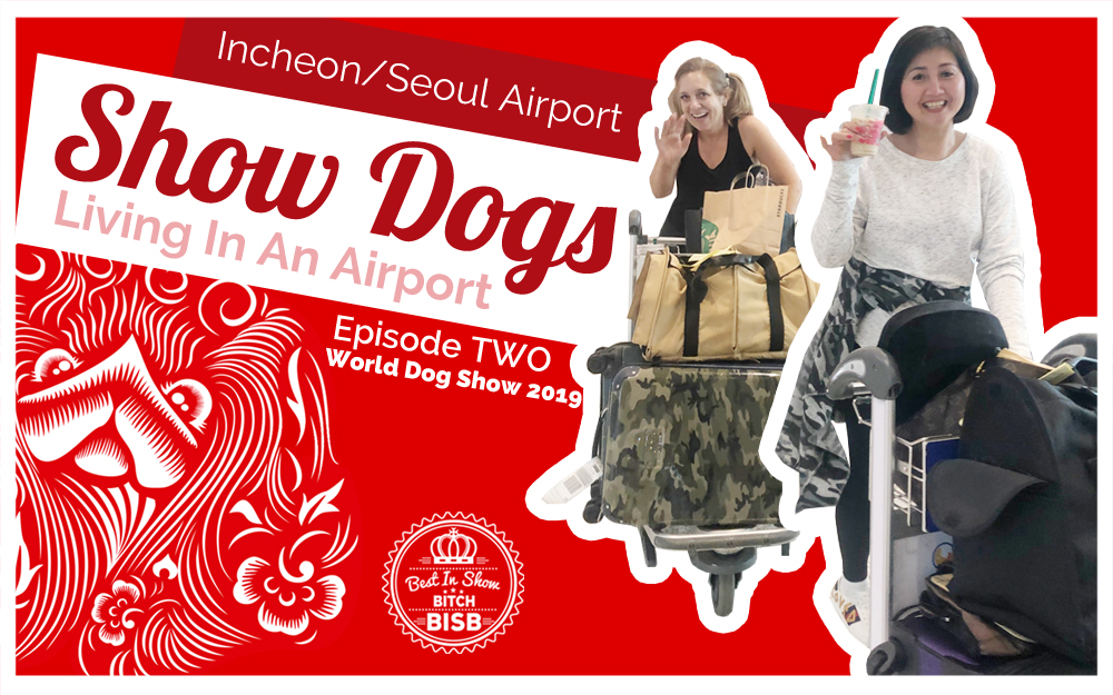 Living in an Airport with Show Dogs – Episode TWO