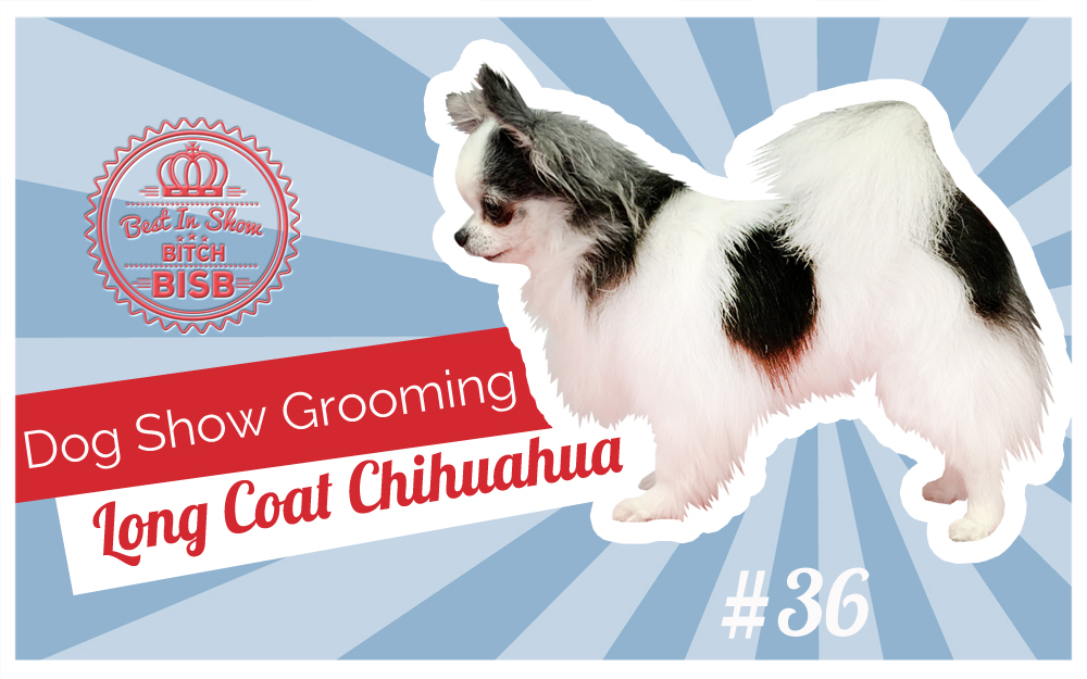 Dog Show Grooming: Long Coat Chihuahua PART TWO