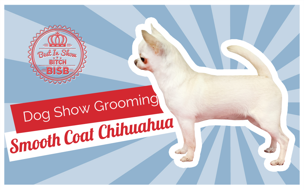 Dog Show Grooming: How to Groom a Smooth Coat Chihuahua