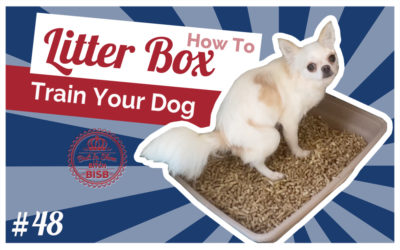 How to Litter Box Train Puppies and Dogs