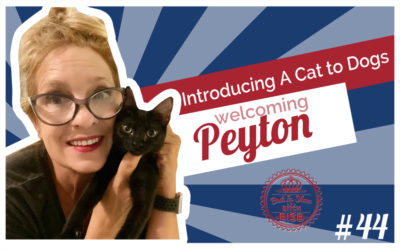 Welcoming Peyton – Introducing A Cat to Chihuahuas