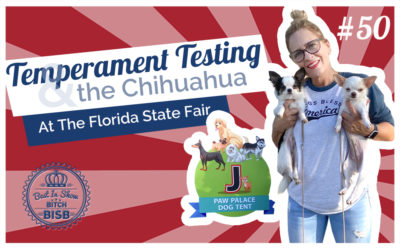 Temperament Testing and the Chihuahua