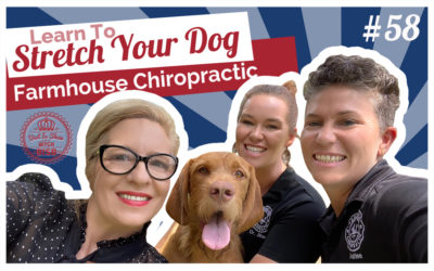 Learn How To Stretch Your Dog with Farmhouse Chiropractic