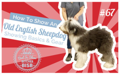 How to Show an Old English Sheepdog at a Dog Show