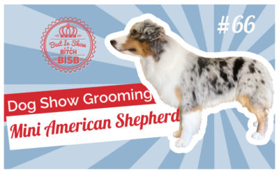 Dog Show Grooming: How To Groom a Miniature American Shepherd