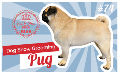 Dog Show Grooming: How To Groom a Pug