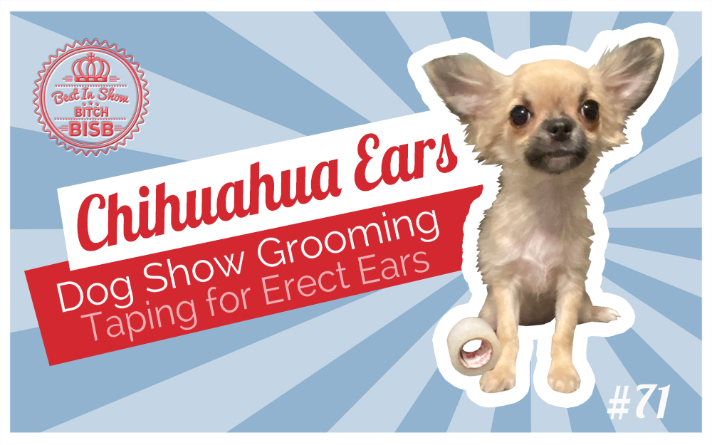 Dog Show Grooming How To Tape Chihuahua Ears