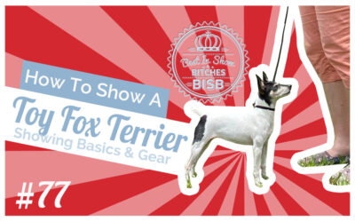 How to Show a Toy Fox Terrier at a Dog Show