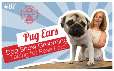 Dog Show Grooming: How To Tape Pug Ears
