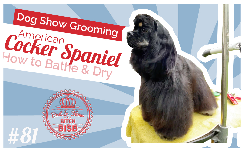 Dog Show Grooming: How to Groom an American Cocker Spaniel – Bath & Blow Dry
