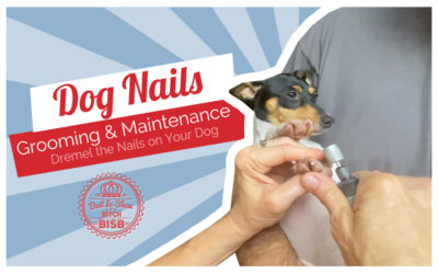 Dog Show Grooming: How To Dremel Nails on a Toy Breed Dog