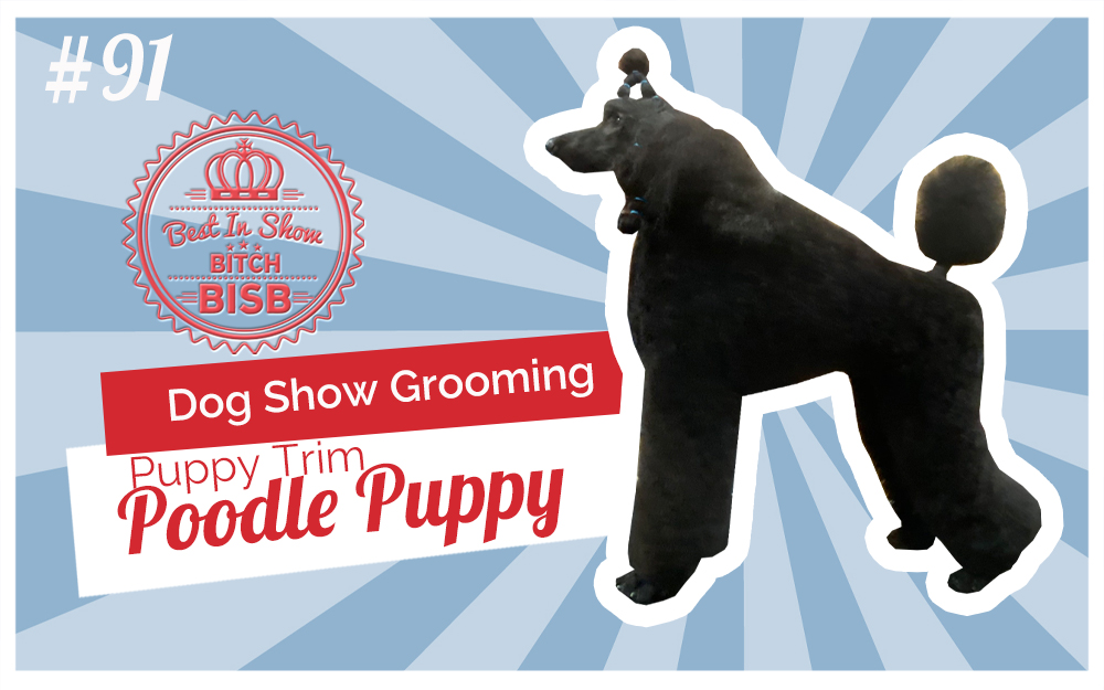 Dog Show Grooming: How to Groom a Poodle Puppy