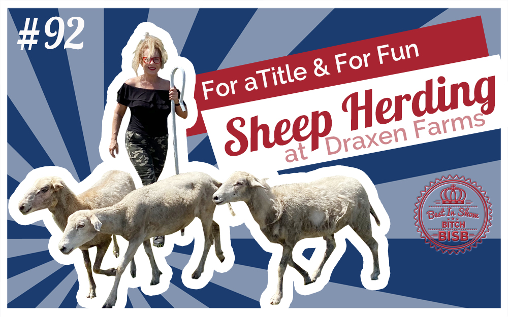 All Breed Sheep Herding at Draxen Farms