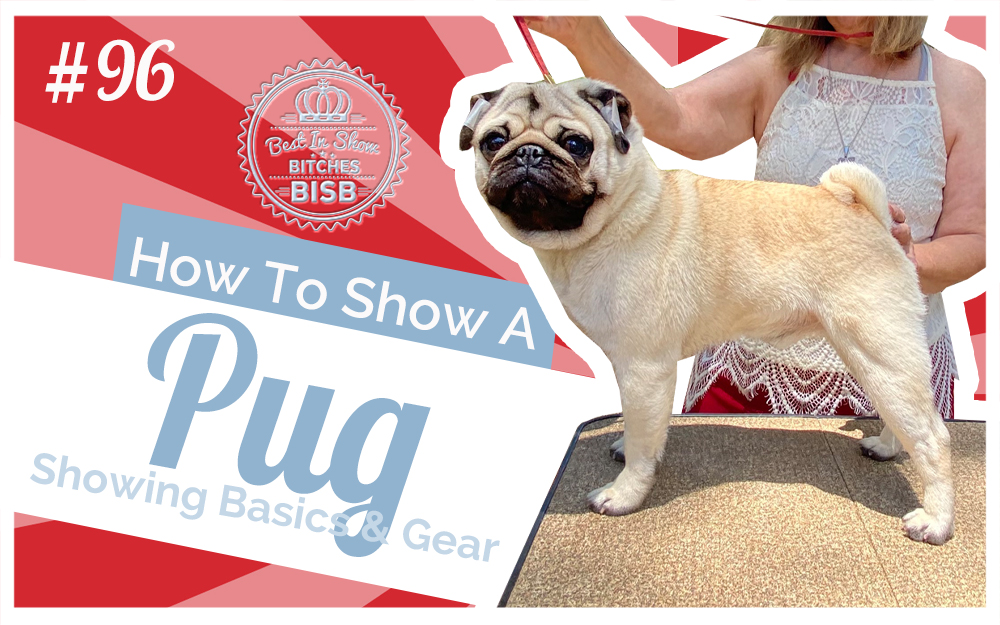 How to Show a Pug at a Dog Show