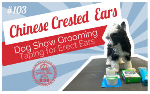 How to Get Erect Ears on a Chinese Crested