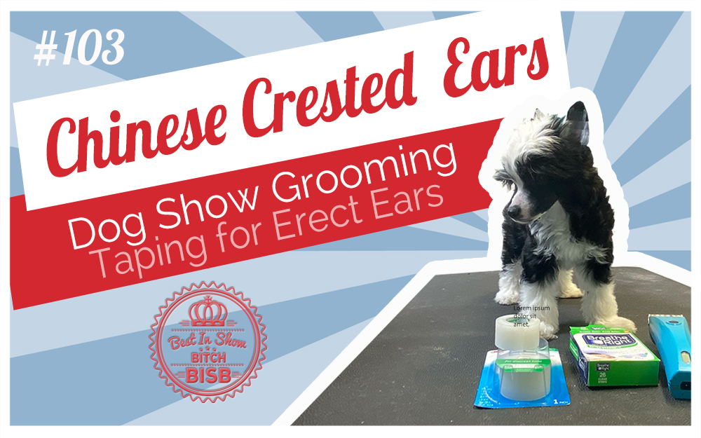 How to Get Erect Ears on a Chinese Crested