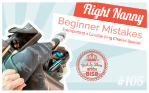 Flight Nanny Beginner Mistakes | Transporting a Cavalier King Charles Spaniel for Breeding