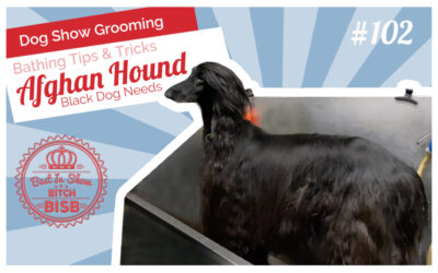 Dog Show Grooming: How to Bathe a Black Afghan Hound