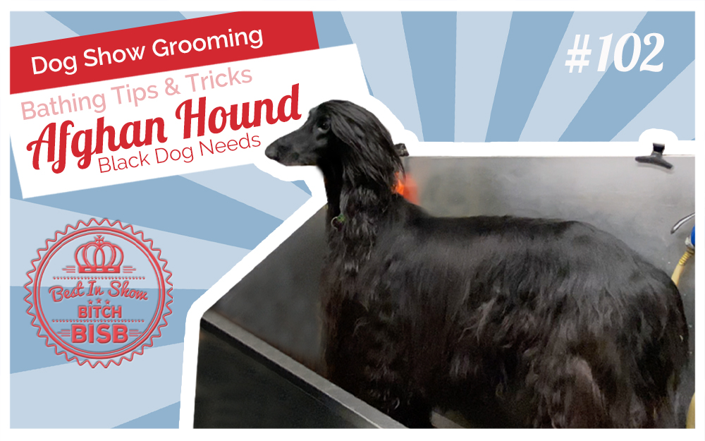 Dog Show Grooming: How to Bathe a Black Afghan Hound