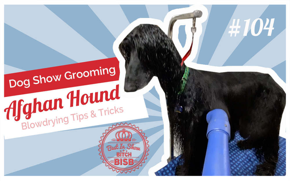 How to Properly Blow Dry an Afghan Hound | Show Coat Technique