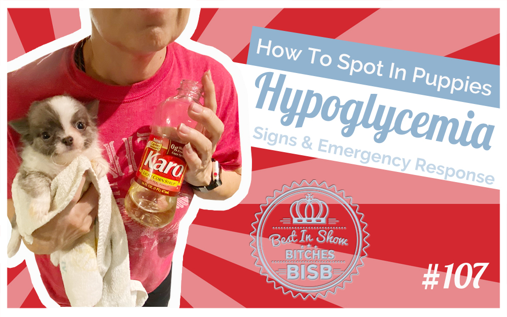 Hypoglycemia in Chihuahua Puppies