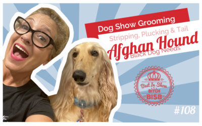 How to Groom an Afghan Hound for a Dog Show Stripping, Pulling & Tail