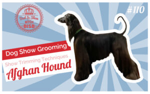 How to Trim an Afghan Hound for a Dog Show | Grooming Techniques with Jennifer Pearce