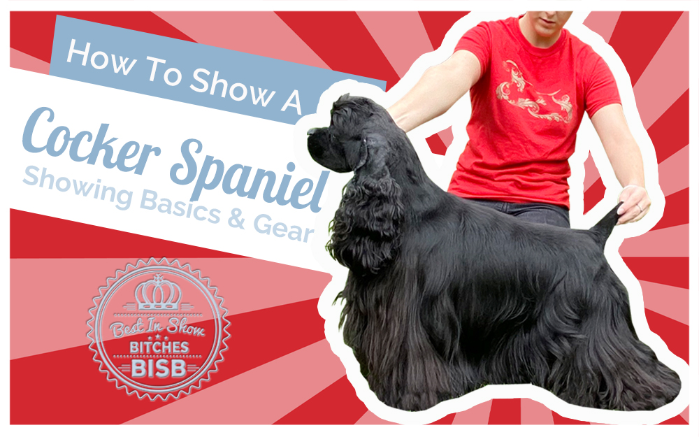 How to Show an American Cocker Spaniel | Table Presentation, Gaiting & Ringside Bag